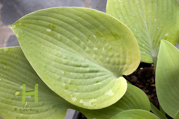 Hosta 'Early Times'