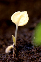 Hosta Seedlings