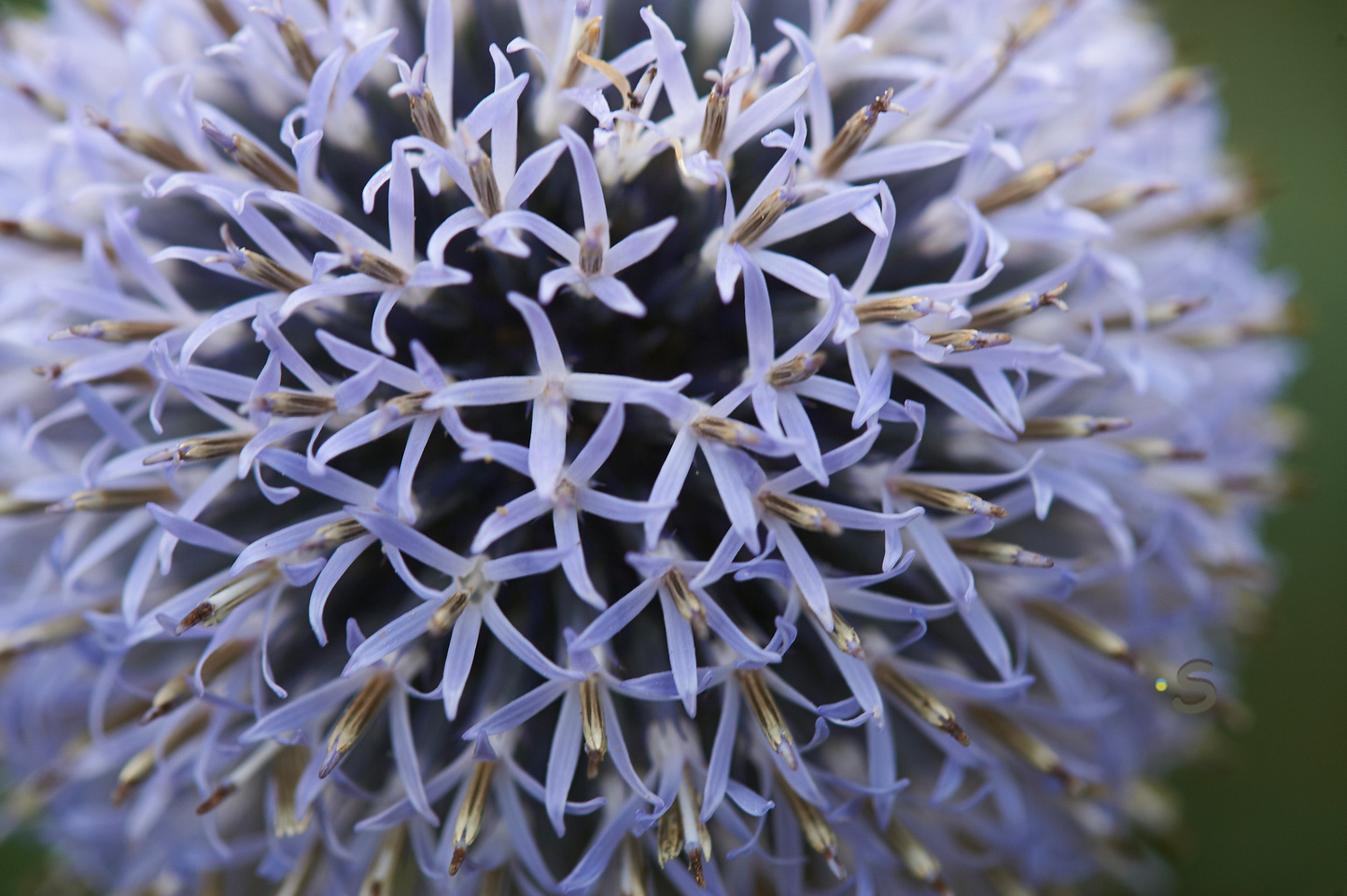 Distel – de Fruitberg