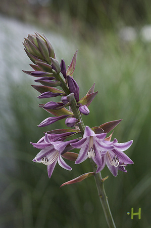 Hosta 'Violetta' Flower