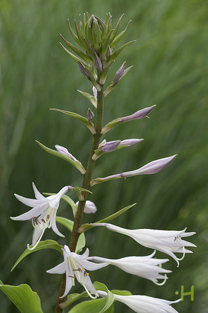 Hosta 'Ringtail Flower'