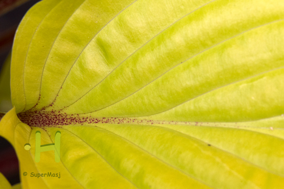 Hosta 'Fire Island' leaf detail
